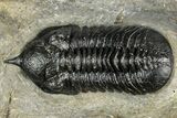 Morocconites Trilobite With Hollardops - Ofaten, Morocco #352632-1